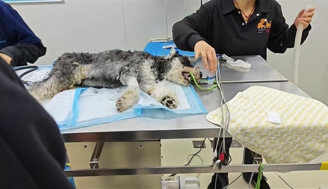 皇冠皇冠平台
_云南多只宠物犬随主人逛公园疑中毒死亡皇冠皇冠平台
，网友提醒戴嘴套，警方介入