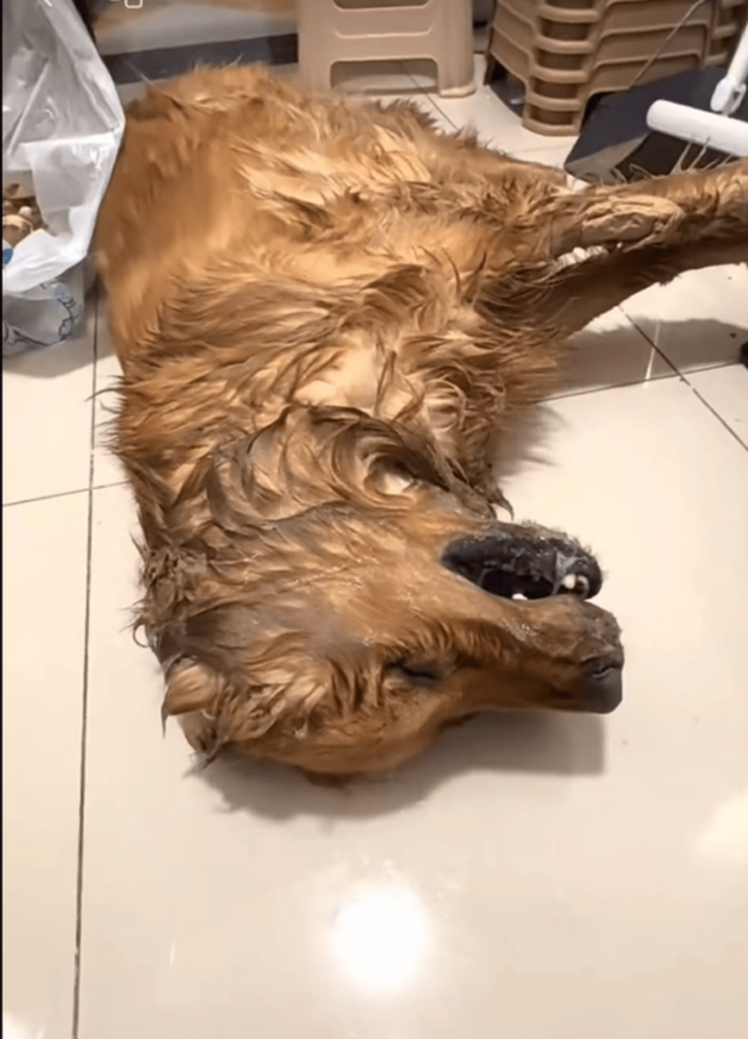 皇冠皇冠平台
_云南多只宠物犬随主人逛公园疑中毒死亡皇冠皇冠平台
，网友提醒戴嘴套，警方介入